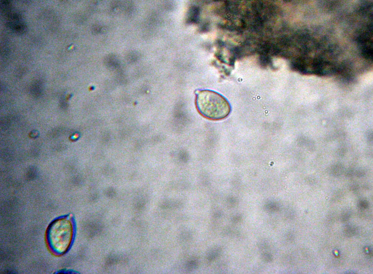 Forse � un ascomicete...(cfr. Lachnella sp.)